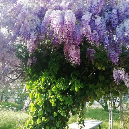La Campagna Di Rosy Apartment Genzano di Roma Bagian luar foto