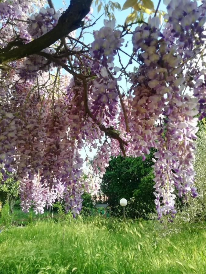 La Campagna Di Rosy Apartment Genzano di Roma Bagian luar foto