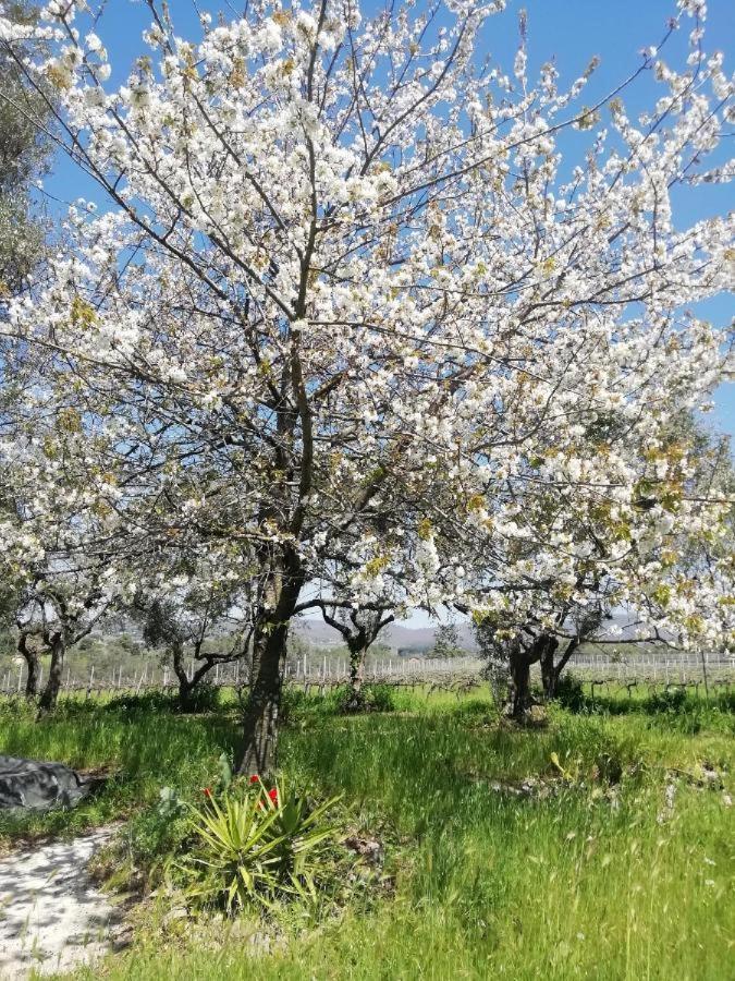 La Campagna Di Rosy Apartment Genzano di Roma Bagian luar foto